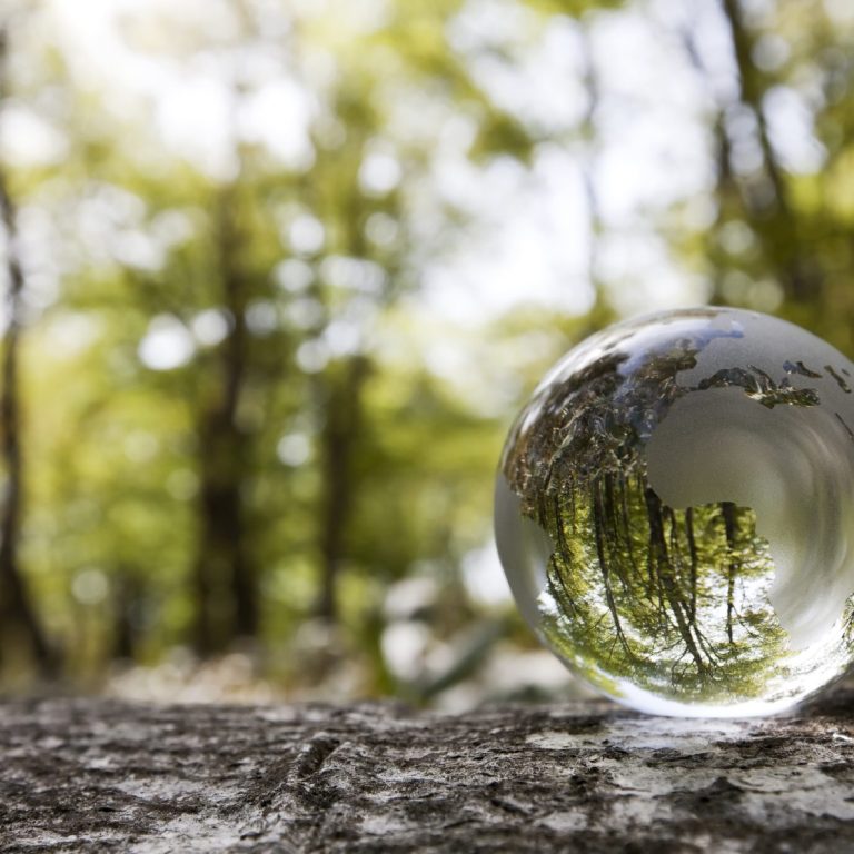 Glaskugel im Wald, in der sich die Natur spiegelt